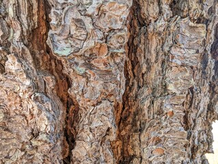 Evergreen tree bark