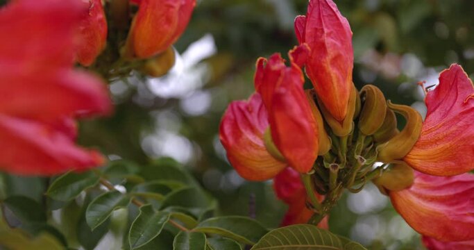 African Tulip Tree flower close up on flowers and stem in wild