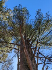 Tall evergreen tree