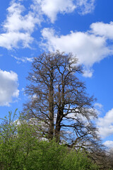 Obraz premium A beautiful woodland scene set under a blue cloudy sky