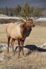 elk in the wild