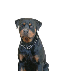 Portrait of dog rottweiler, guard dog for security. Isolated, transparent background.