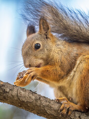 The squirrel with nut sits on tree in the autumn. Eurasian red squirrel, Sciurus vulgaris.