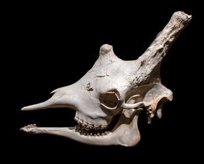 A Giraffe skull - Giraffa Camelopardalis, isolated on a black background © milkovasa