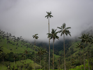 Fototapeta na wymiar Cocora valley tall wax palm trees in salento quindio colombia green lush mountains landscapes cloudy panorama 