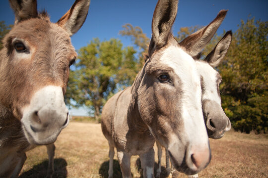 Three curious donkeys