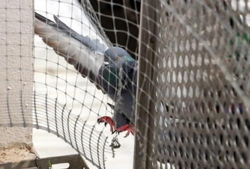 A a pigeon flies on the balcony of a house protected by a protective mesh