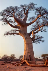 Fotobehang African baobab in the savannah at sunrise, generative AI © Paulina