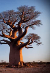 Foto op Plexiglas African baobab in the savannah at sunrise, generative AI © Paulina