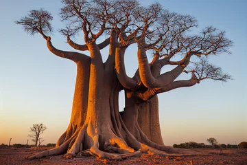 Foto op Plexiglas African baobab in the savannah at sunrise, generative AI © Paulina