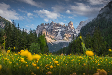 Dolomites italy bolzano mountain sunset views blossoming yellow flowers field bloom summer panorama