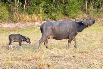 A water buffalo with a calf is grazing in a meadow at the sunset