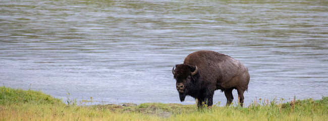 Buffalo bull on the bank of the Yellowstone River in Hayden Valley in Yellowstone National Park United States