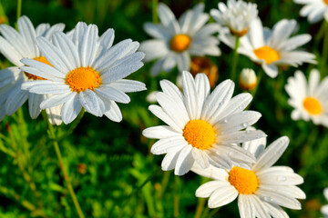 Beautiful white flowers in garden with water drops in sunshine