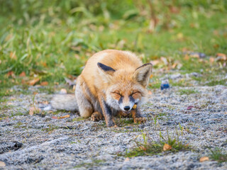 Close up of a red fox Vulpes vulpes, sitting on a path in the forest.