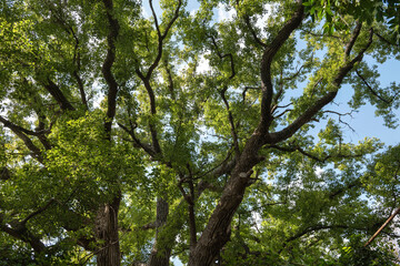 Albero di canfora - dettaglio rami e foglie