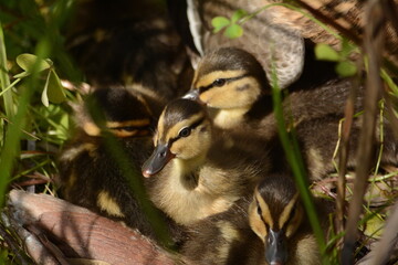 Two little ducklings with yellow heads and black stripes