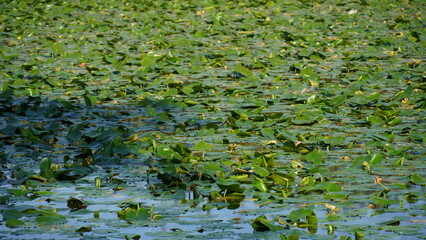 Natural  pond with aquatic plants and water lilies