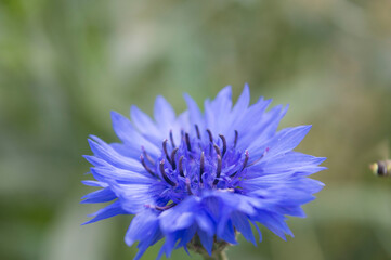 blooming of blue cornflower flower close up, Blue Macro image of Cornflower, Micro Photo, Nature blue floral background, hurtsickle or cyani flower, Flower Bud, Beautiful flowers, Blue Flower in garg

