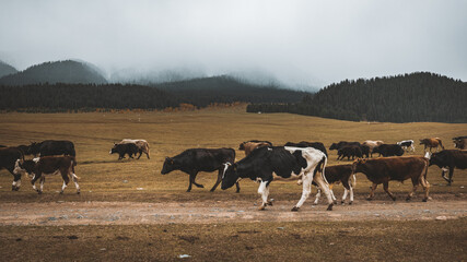 Cows and yaks herd grazing in the mountains of Kyrgyzstan on a cloudy rainy day