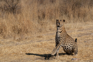 a leopard searching for prey in the grasslands of Namibia's Kalahari Desert