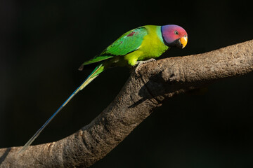 Portrait of a plum-headed parakeet perched on a branch with a dark background