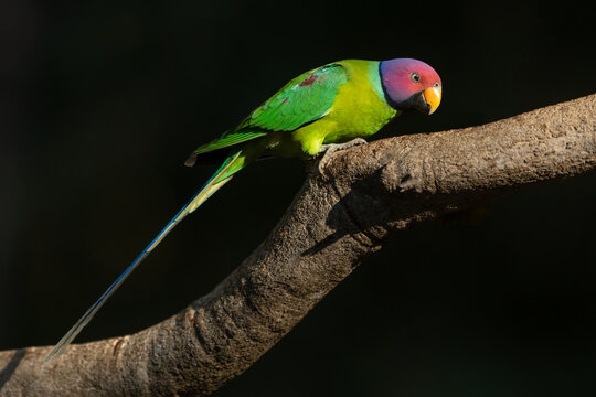 Portrait of a plum-headed parakeet perched on a branch with a dark background