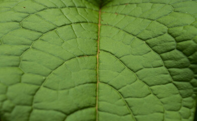 abstract background of Antigonon leaf surface. Nature Background of foliage