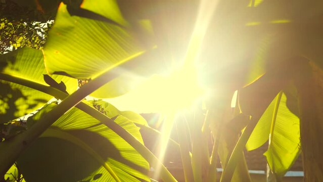 Beautiful Bright Sun Rays Shines Through Banana Palm Tree Leaves Cinematic Warm Atmosphere 4K Slowmotion Tropical Vibes Natural Footage. Phuket, Thailand.