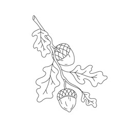 Vector isolated one single oak branch with leaves and acorns colorless black and white contour line easy drawing © MariMuz