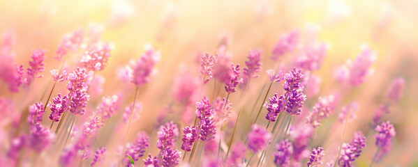 Fototapeta na wymiar Selective and soft focus on lavender flowers, beautiful lavender in flower garden lit by sunlight, flower background