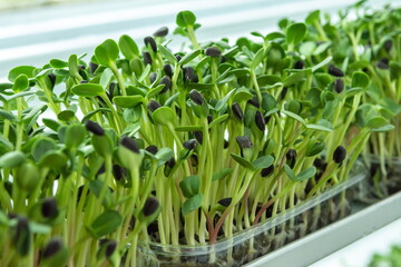Obraz premium Juicy young shoots of micro-greenery close-up. Growing seeds in a greenhouse. Production of environmentally friendly vitamin nutrition, blurred focus
