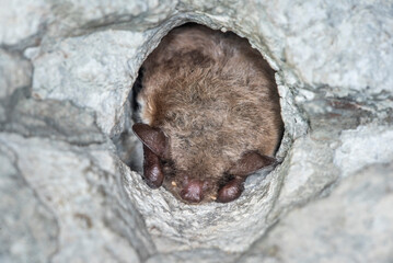 Hibernating Pond bat (Myotis dasycneme)	