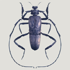 Barbel beetle in violet colors. Realistic illustration isolated on gray background.