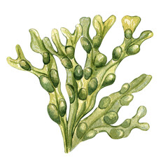 Green sea plant watercolor illustration isolated on white background. Ascophyllum, kelp, herb seaweed hand drawn. Design element for package, label, advertising, wrapping, marine collection. © Ekaterina Lanbina