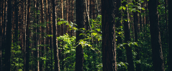 Scenic pine forest view with lush vegetation in sunlight. Beautiful branch with vivid green leaves among pine trunks. Nature background of rich flora in dense forest in sunshine. Summer woods scenery.