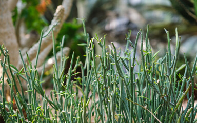 Senecio descoingsii, Succulents plants in botanic garden