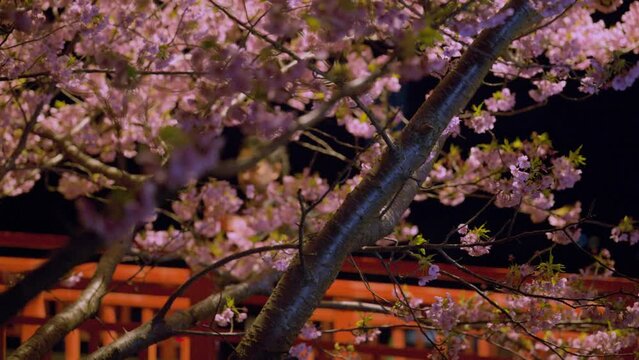 日本で夜桜のライトアップを撮影する人の動画