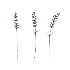 lavender inflorescences