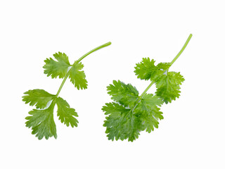 coriander leaf on a white background