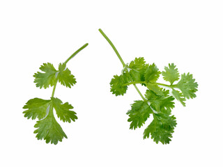 coriander leaf on a white background