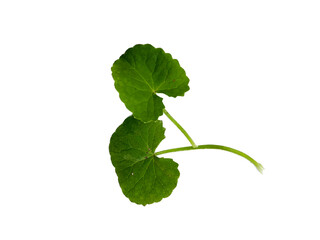centella asiatica on a white background
