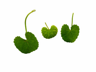 centella asiatica on a white background