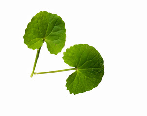 fresh  Centella asiatica leaves isolated