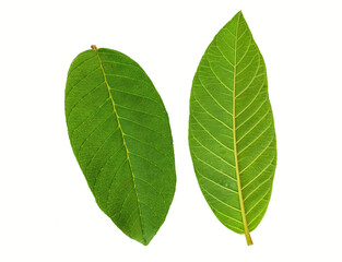 Obraz premium Guava leaves on white background 