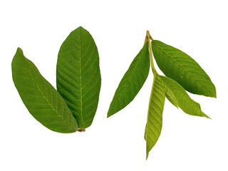 Guava green leaves isolated on white background