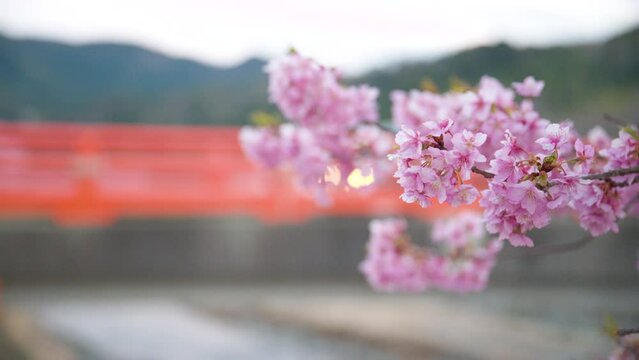 Spring in Japan: Video of Cherry Blossoms in a Hazy Day　