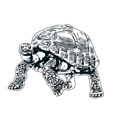 Black and white sketch of a turtle with transparent background