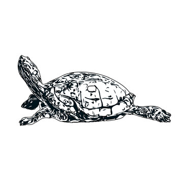 Black and white sketch of a turtle with transparent background