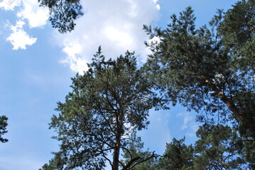tree crown against the sky